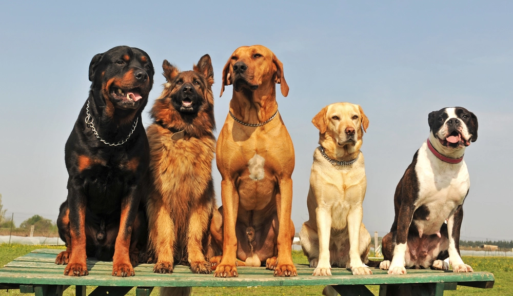 Here are the 11 most popular dog breeds in Germany: Where does yours rank on the list?