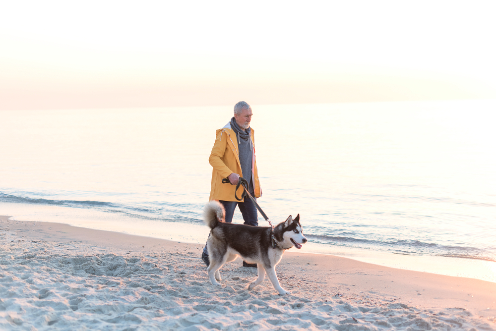 The Perfect Companion For An Active Lifestyle: 15 Dogs That Need Plenty Of Exercise