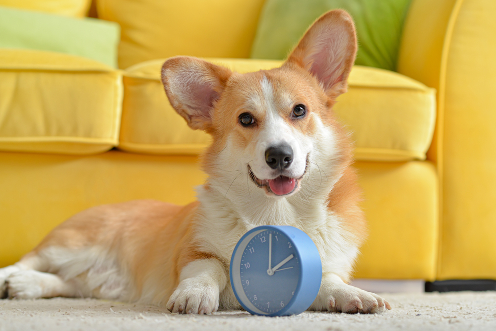 Do Dogs Understand Time? Here’s Everything You Need to Know About a Dog’s Sense of Time