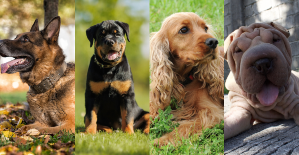 Steer Clear of These 20 Dog Breeds When Choosing Your First Dog