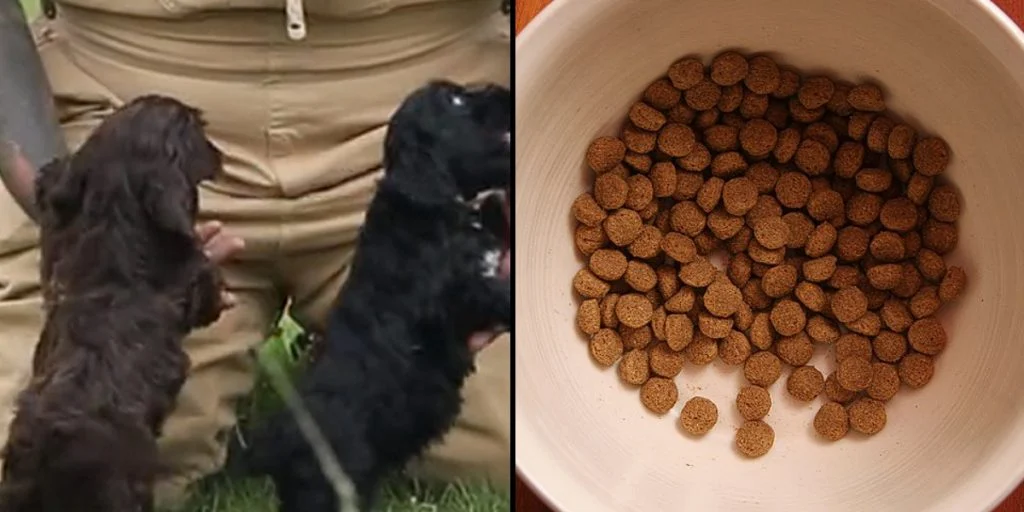 Dog expert warns against common mistakes many owners make