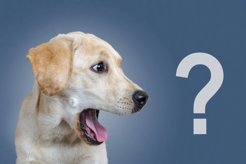 Do You Know All of Your Dog’s Signals? Here’s the Meaning Behind 14 Different Signs Dogs Give Throughout the Day