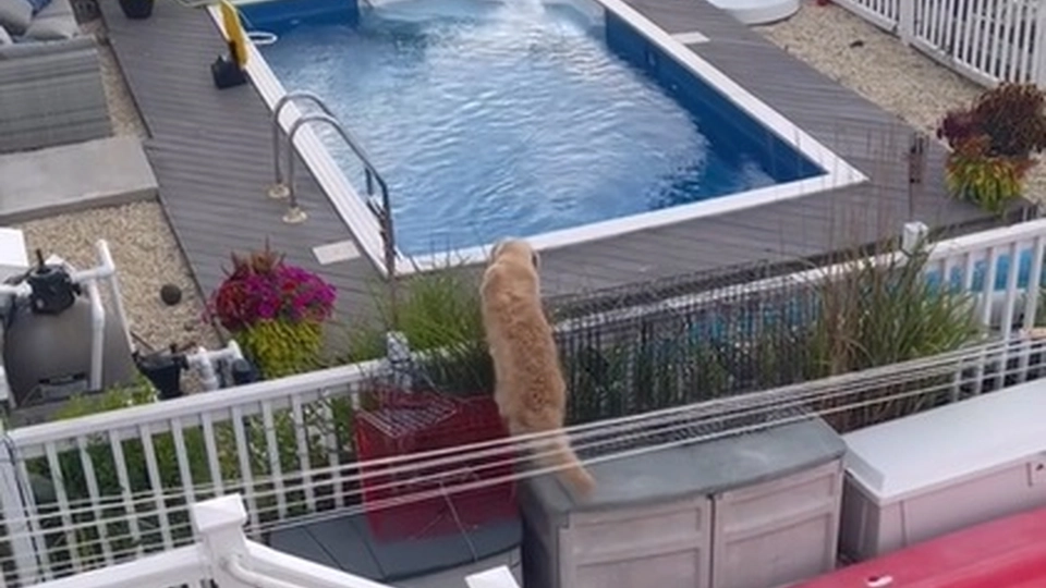 Golden retriever’s hilarious pool escapade captures millions of hearts