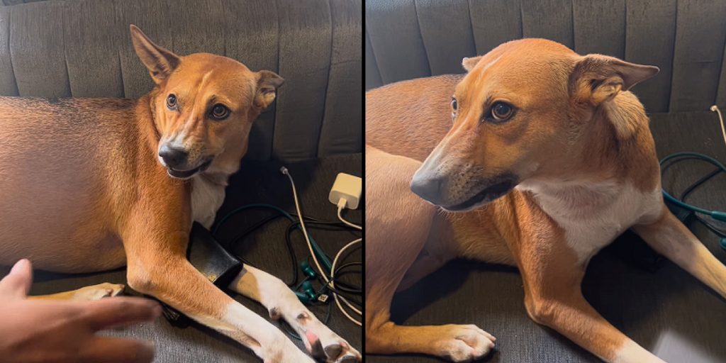 Video goes viral of dog protecting owner’s wallet: No one allowed to touch It