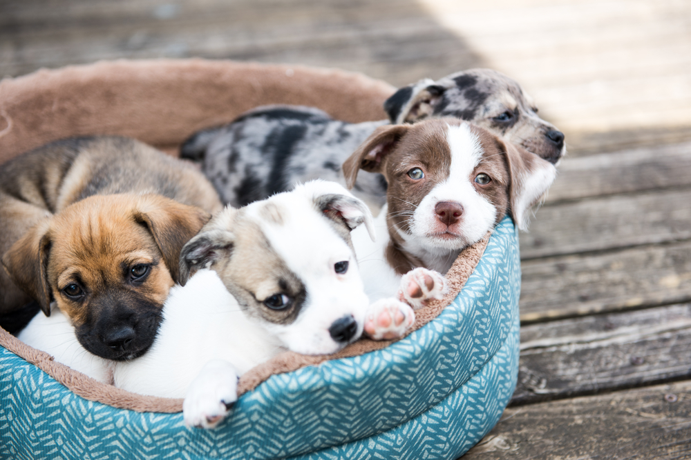 Here Are 14 Things You Didn’t Know About Puppies – Some of Them Will Surprise You!
