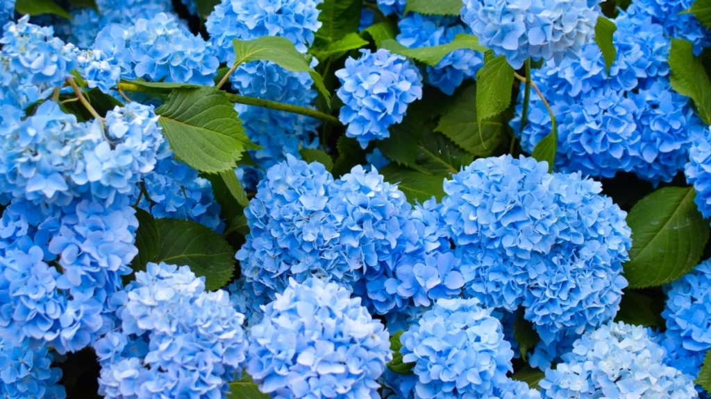 How to Prune Your Hydrangeas for Gorgeous Blooms Next Year