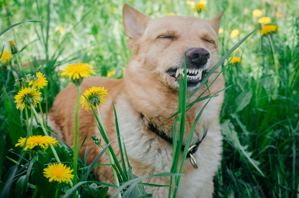 Never Feed These To Your Puppy: 19 Foods and Consumables That Can Be Toxic To Dogs