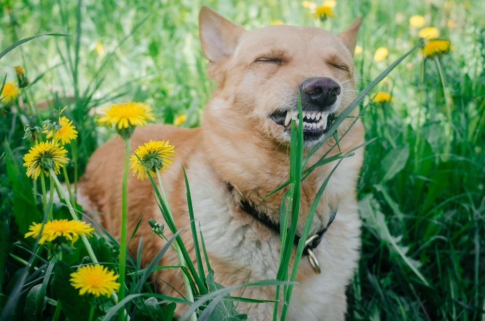 Never Feed These To Your Puppy: 19 Foods and Consumables That Can Be Toxic To Dogs