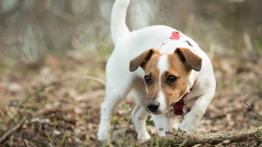 Study Shows Dogs Can Smell Cancer in Other Dogs