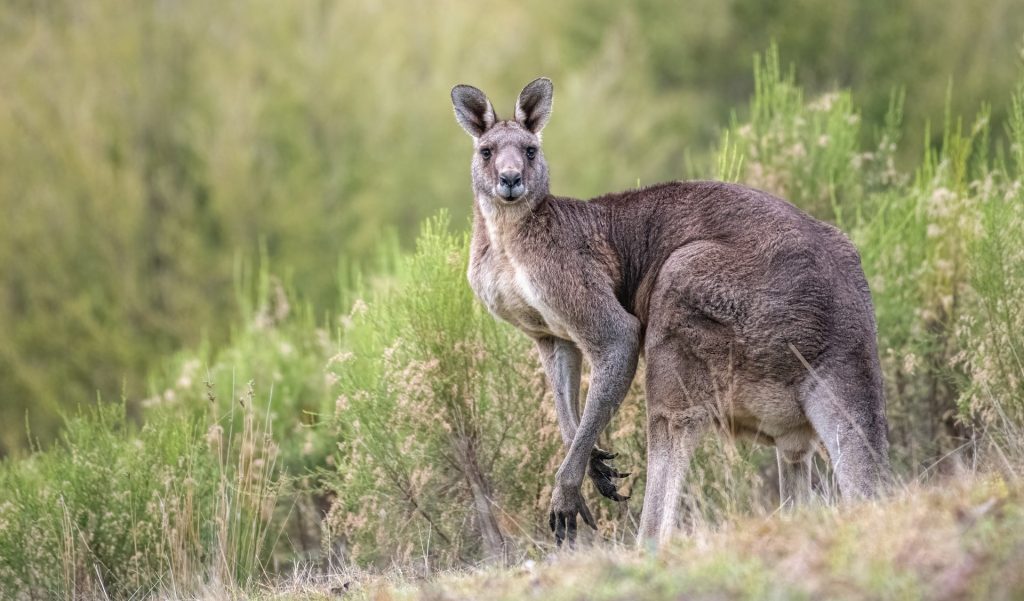 Multiple Baby Kangaroos Mysteriously Go Missing in Russia