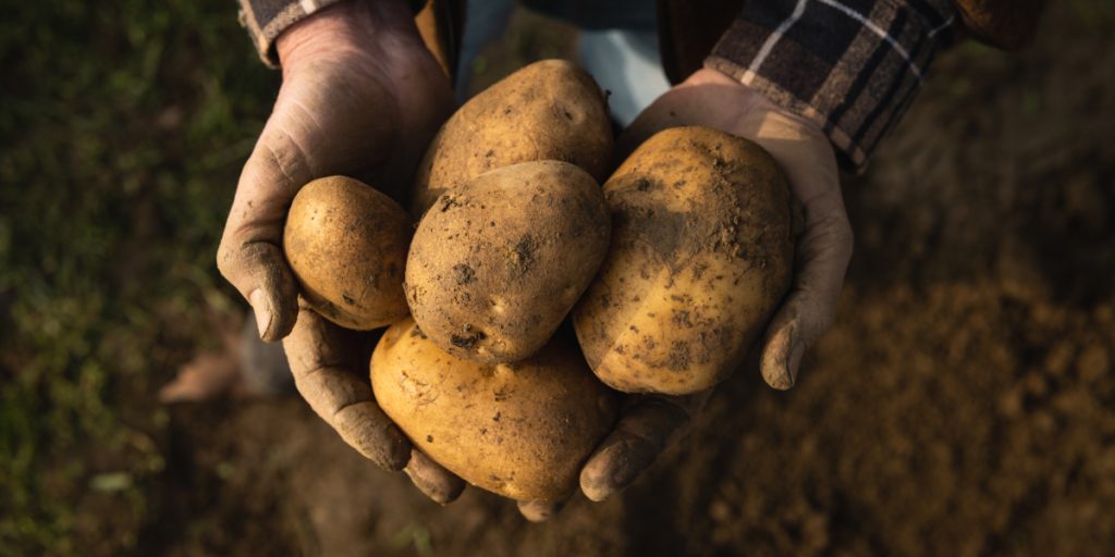 Potato Cooking Water: Liquid Gold for Both Gardens and Homes