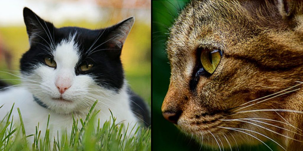 Feline health crisis: New cat coronavirus blamed for killing thousands