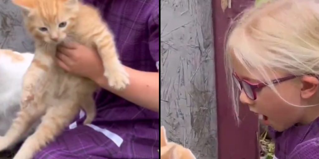 Mama introduces kitten to little girl: Now watch her reaction