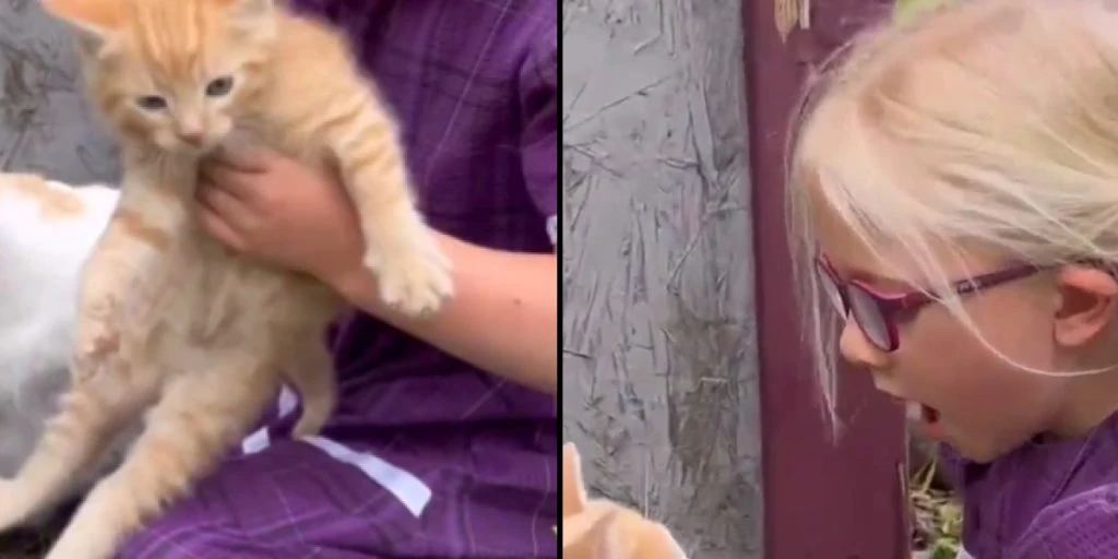 Mama introduces kitten to little girl: Now watch her reaction