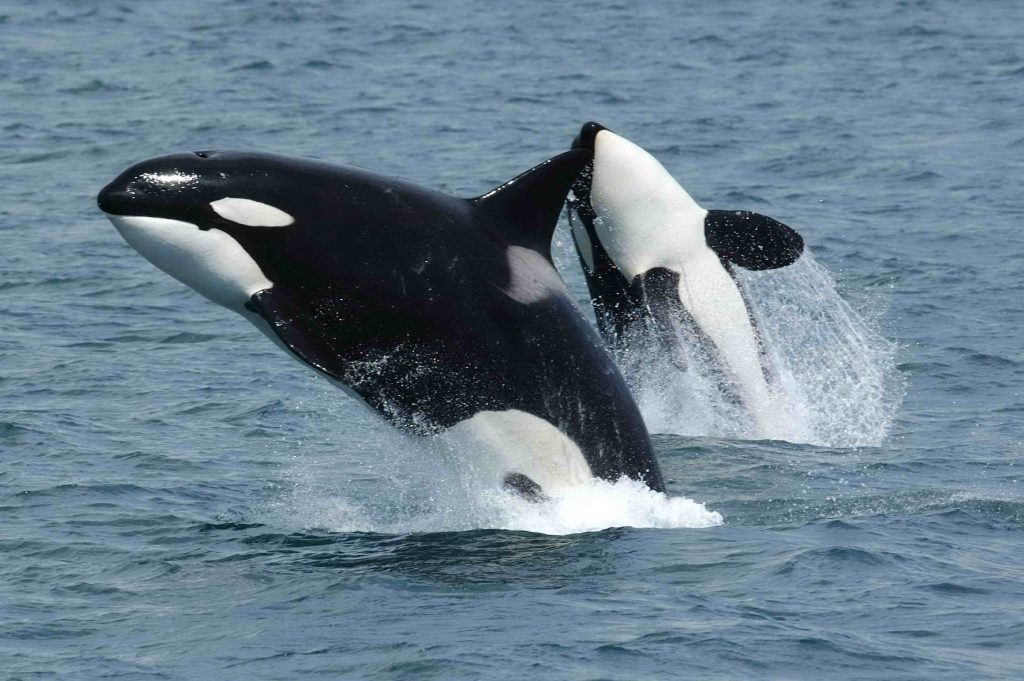 Increasing Orca Attacks on Yachts Baffle Scientists