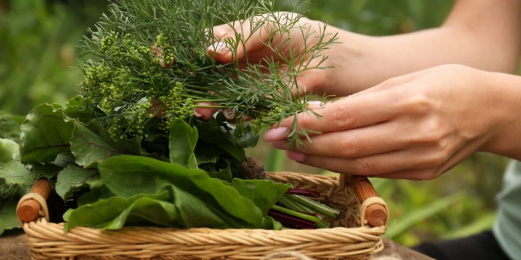 Herb Gardening 101: Why Basil and Sage Don’t Mix