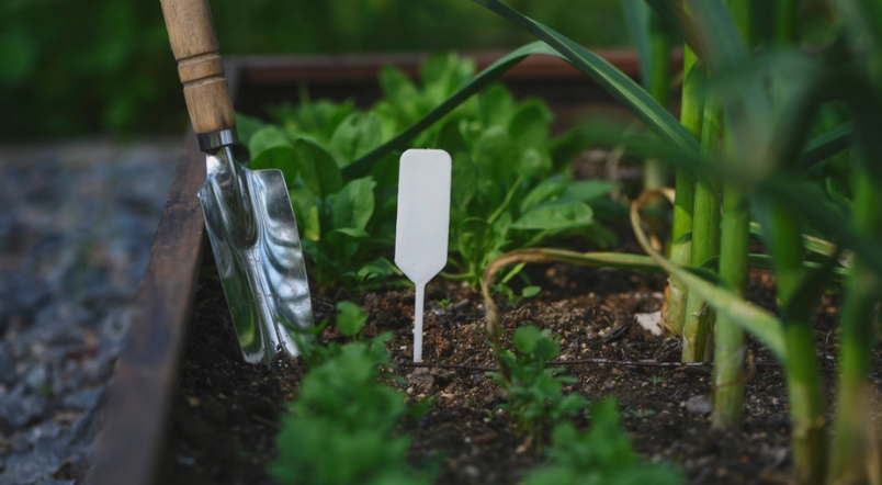 Healthy Food Right on Your Doorstep: Save Money by Growing Your Own