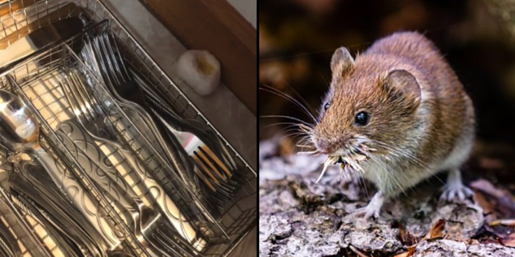 This Common Kitchen Ingredient Can Help Keep Mice Away from Your Home