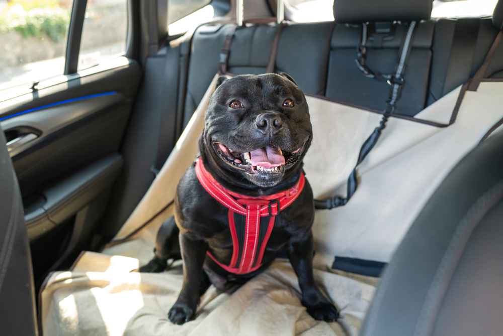 Are You Ready for a Pet? Here Are 10 Things You Should Consider
