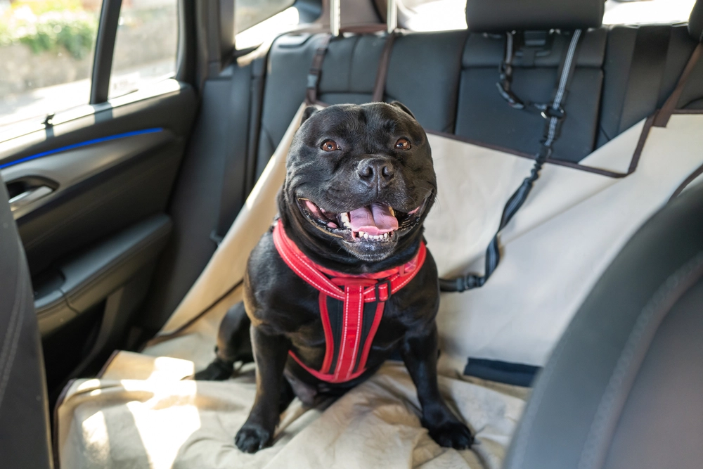 Are You Ready for a Pet? Here Are 10 Things You Should Consider