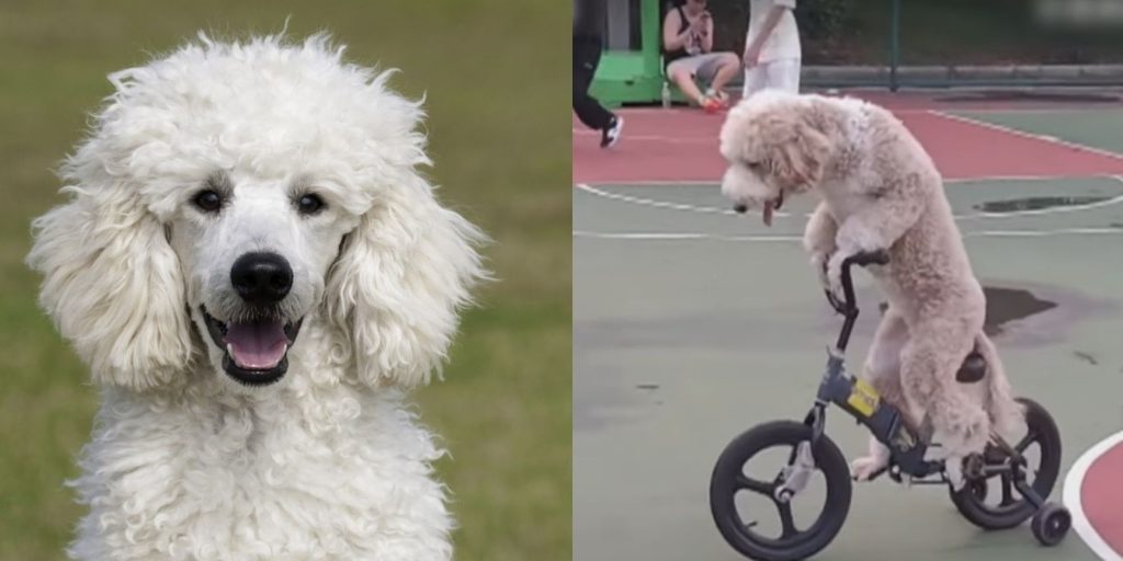 Bike-Riding Poodle Becomes Overnight Internet Sensation