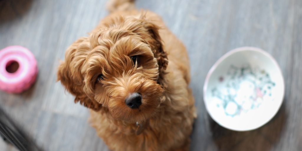 Australian Puppy Farm Shutdown: Hundreds of Labradoodles Need New Homes