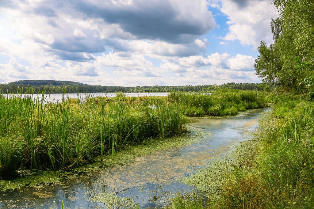 Nature’s Unexpected Ally Against Global Warming – Microalgae