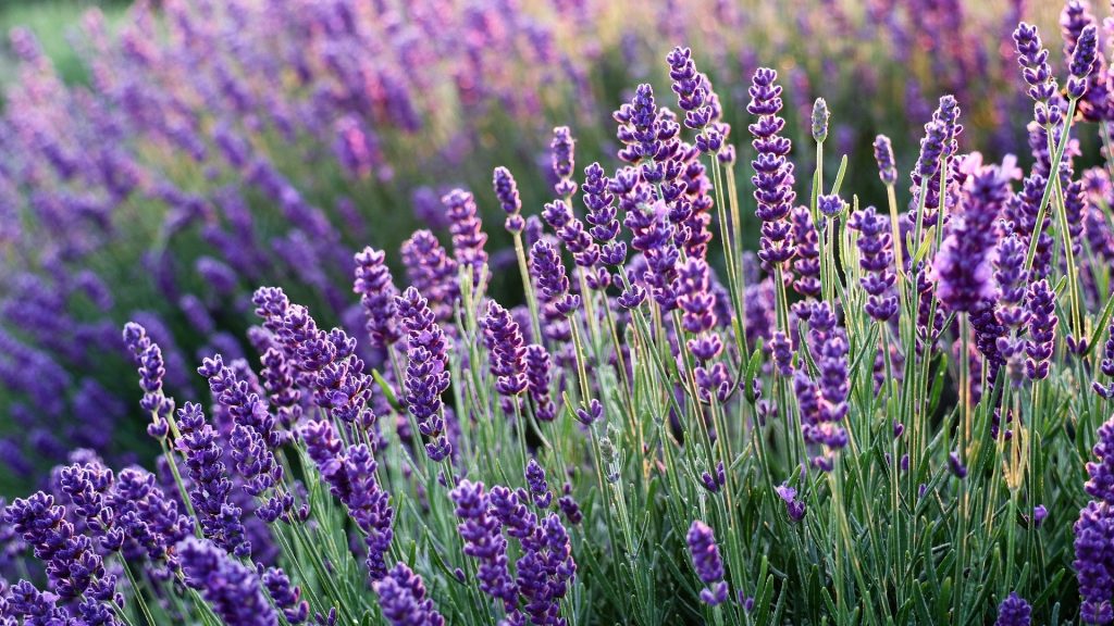 Winter-Proof Your Lavender: Essential Tips for Cold Seasons