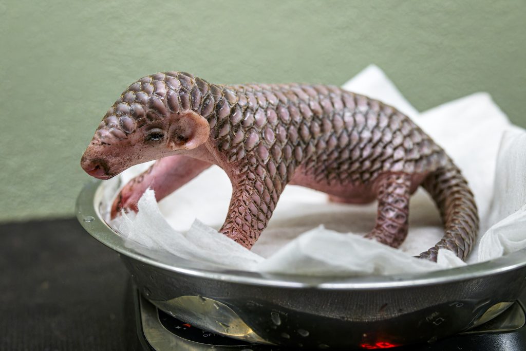 Endangered Chinese Pangolin Born in Prague Zoo