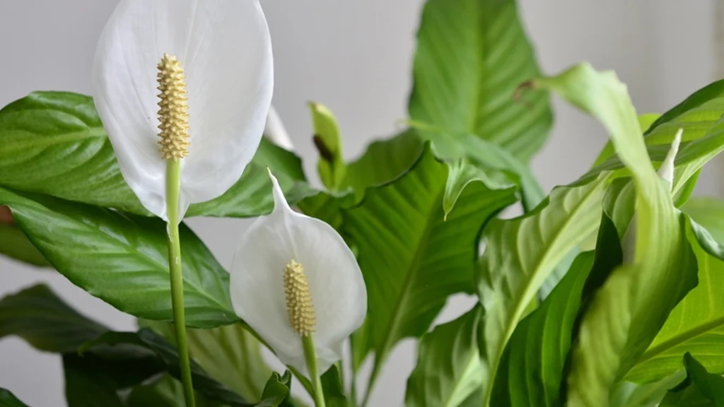 How to Get Peace Lilies to Bloom in Winter