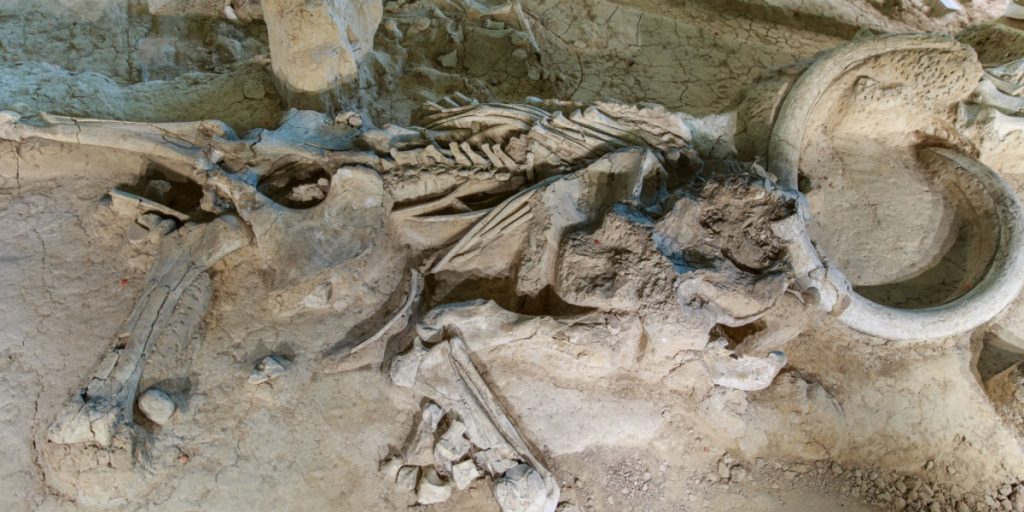 Mammoth Bones Discovered in Wine Cellar