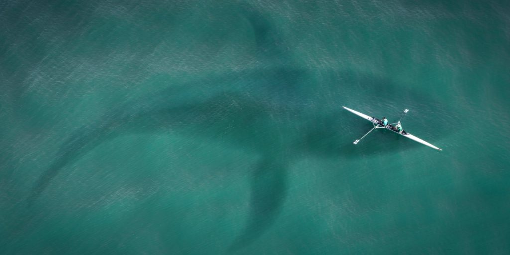 Prehistoric Giant Shark Had a Unique Diet, Researchers Reveal