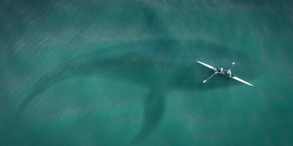 Prehistoric Giant Shark Had a Unique Diet, Researchers Reveal