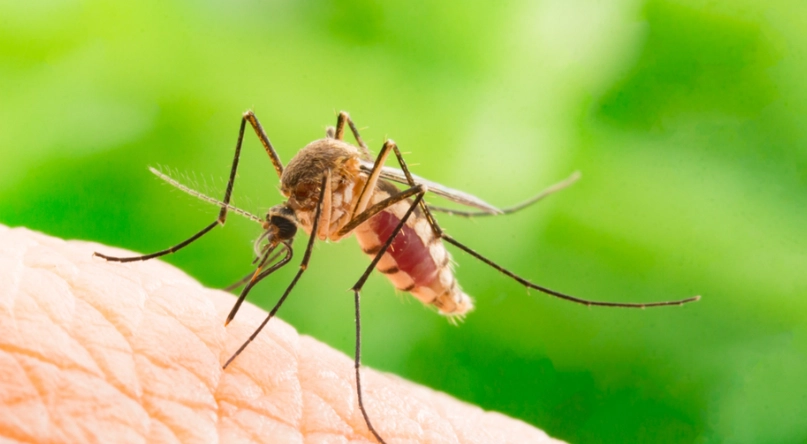 The Best Mosquito Repellent: Natural Oil Outperforms Chemical Agents