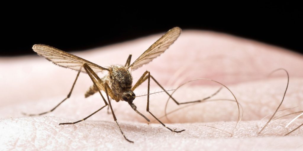 How to Find and Get Rid of Mosquitoes in Your Room