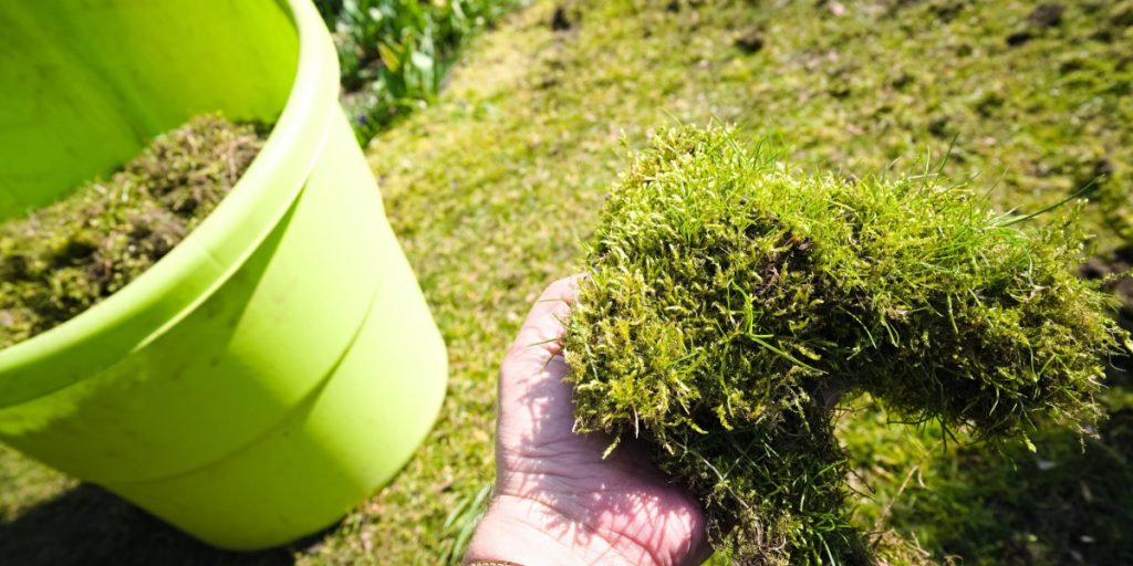 5 Quick Ways to Remove Moss from Your Lawn