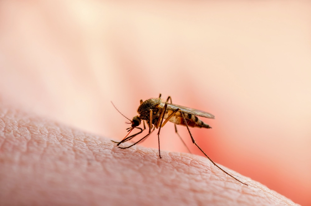 Why Are Some People Mosquito Magnets?