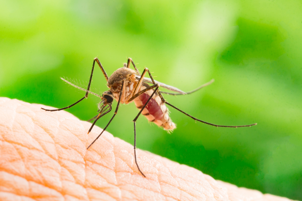 How to Repel Mosquitoes from Your Home Using Just One Kitchen Ingredient