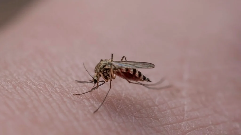 Tourists Bring Deadly Disease to Europe