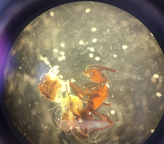 Brain-altering parasite turns ants into zombies at dawn and dusk