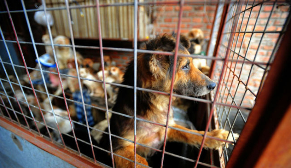 Turkish Parliament Votes to Kill Street Dogs, Sparking Outcry