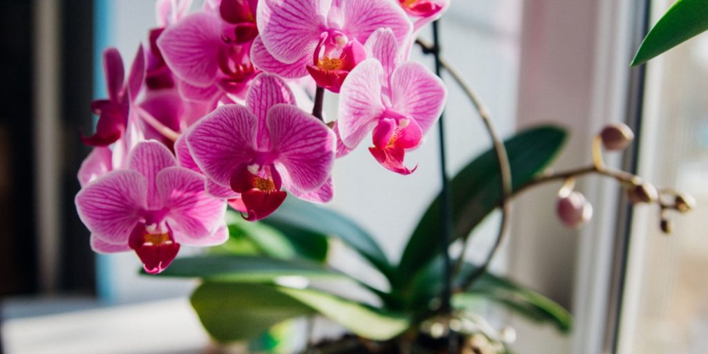 How to Make Your Orchid Bloom Again