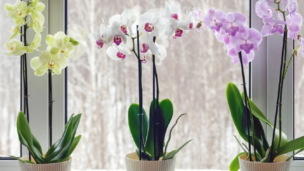 Boost Your Orchids’ Blooms with Baking Soda: Here’s How