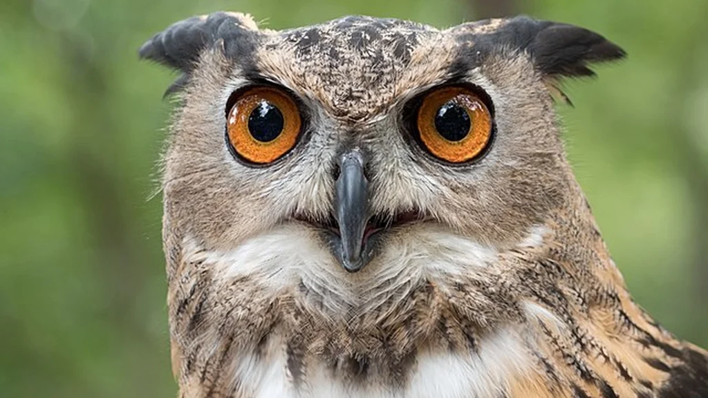 Globally Banned Rat Poison is Killing Australian Owls