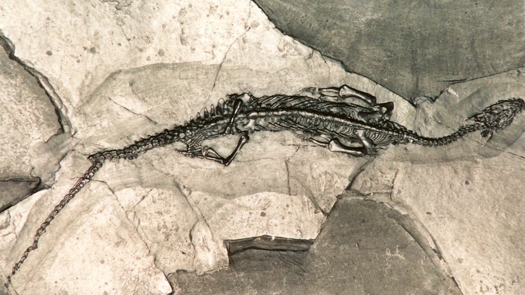 New Maritime Dinosaur Discovered in China
