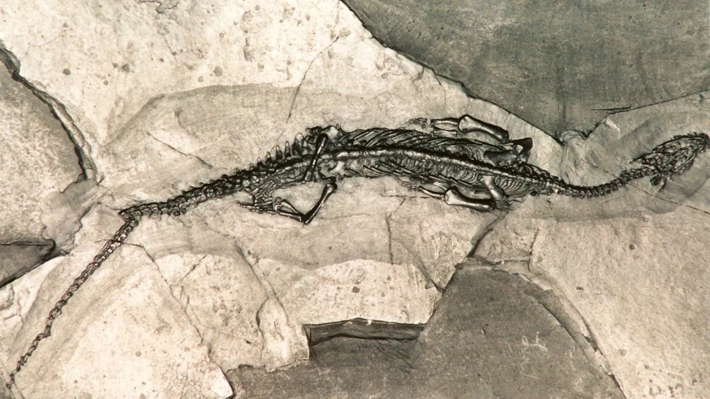 New Maritime Dinosaur Discovered in China
