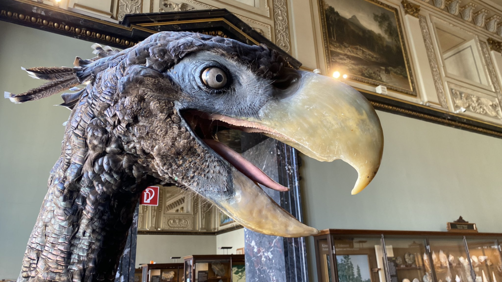 Fossil of Massive “Terror Bird” Discovered in Colombia