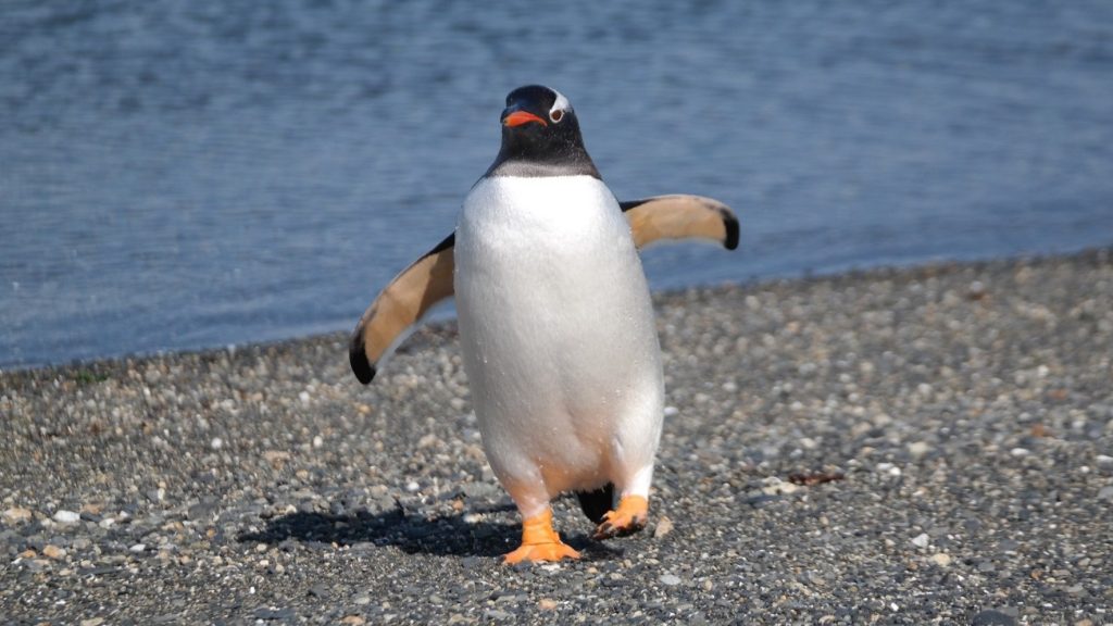 Lost Penguin Appears 3,500 Kilometers Away from Home
