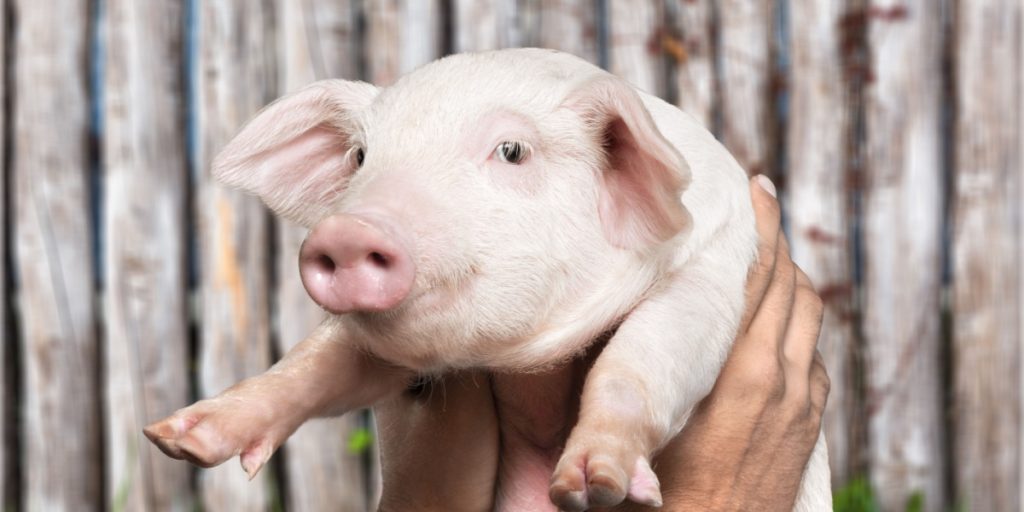 First Man to Receive Pig Kidney Transplant Dies Two Months Post-Procedure