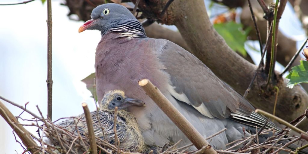 Why Don’t We Ever See Baby Pigeons?